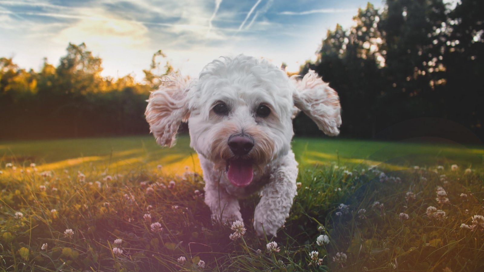 dog