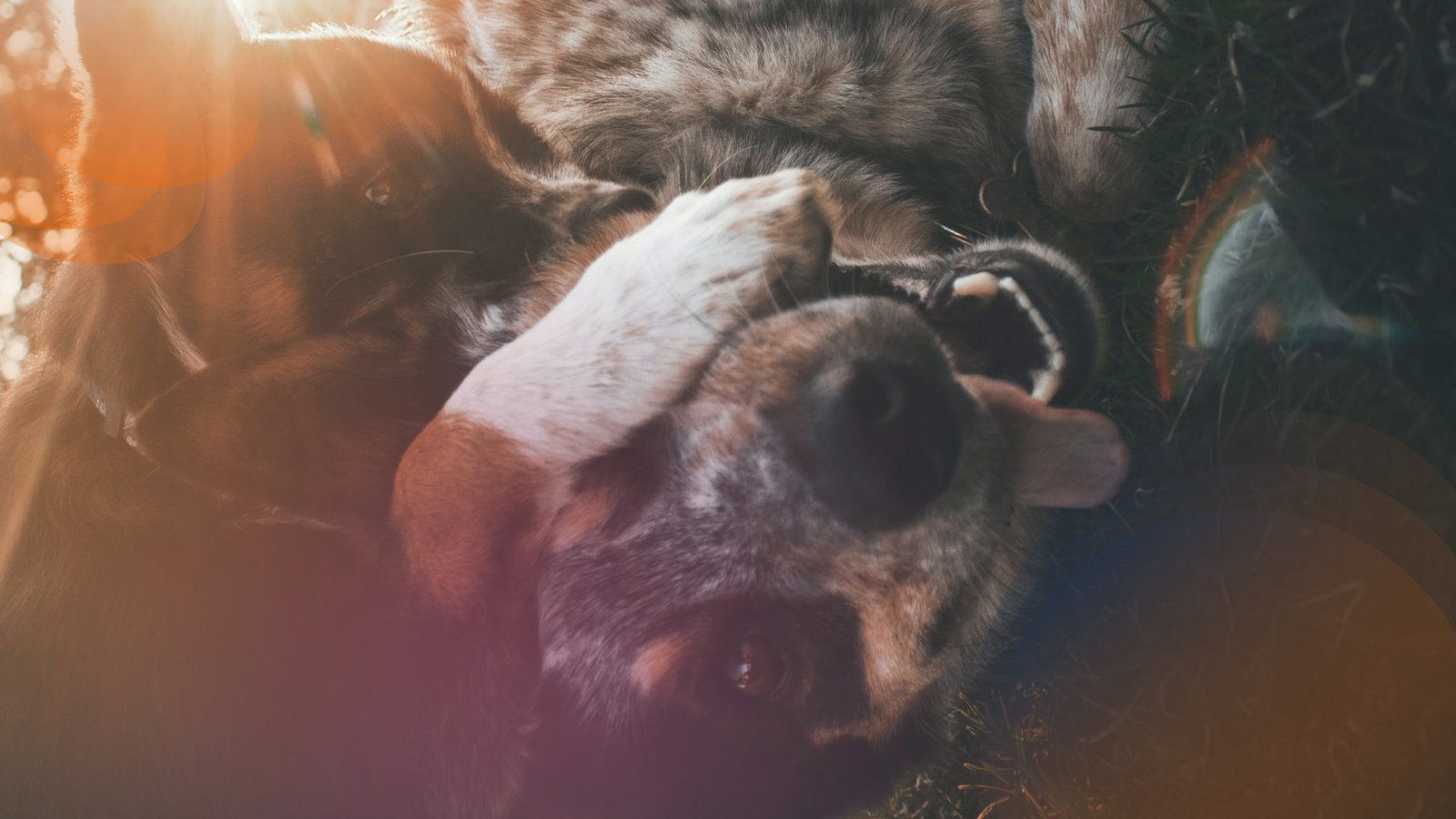 dog